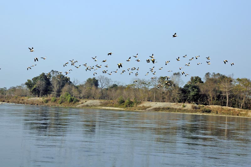 Bhanubhakta Zoological Garden to count bird number